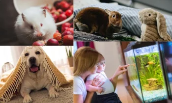 Evcil Hayvanlar: İnsanların Sadık Dostları