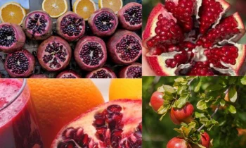 Narın Besin Değerleri ve Sağlığa Faydaları